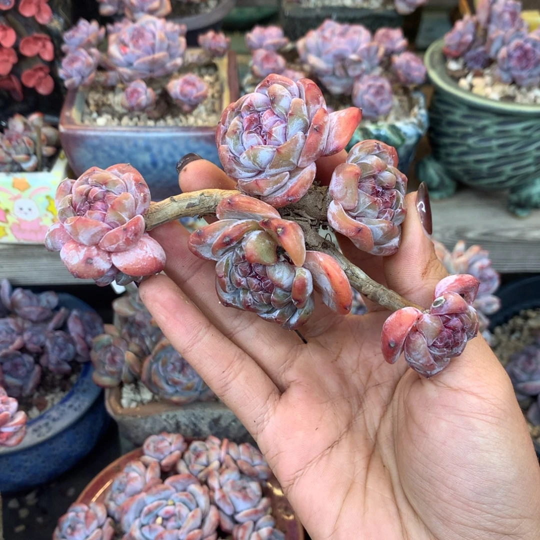 石榴籽小脸老货花花