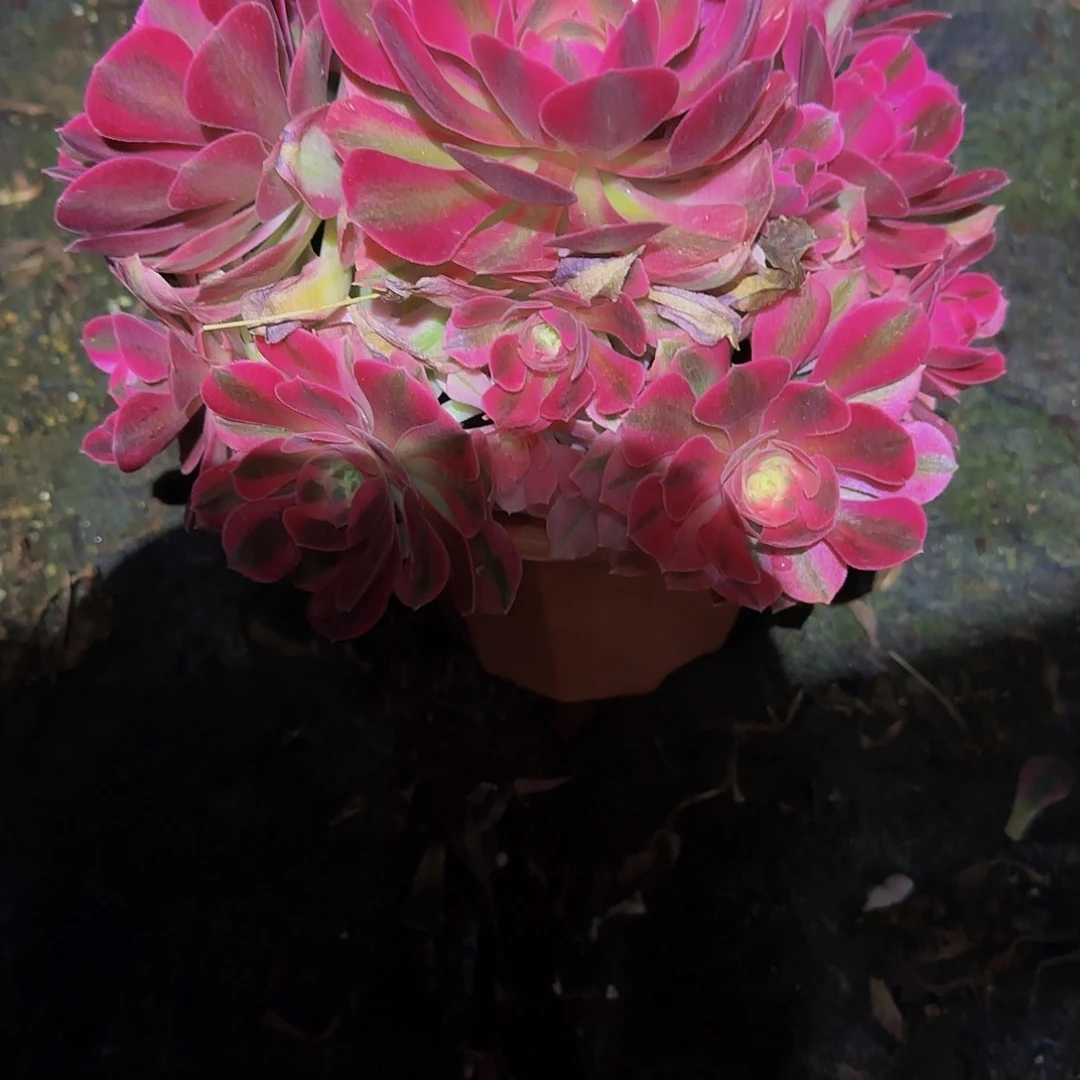 天**随粉女巫一物一拍不包损，不退不换3389