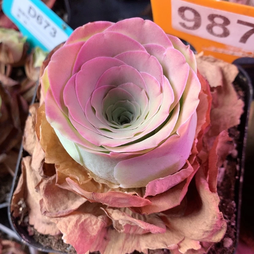 【闪购商品】正****…浪花987