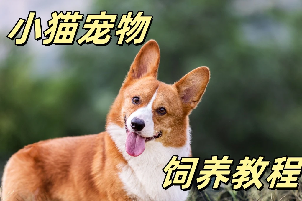 【读书卡】“拍下留意短信”主播带你挑选【一对一挑选】其他咨询服务