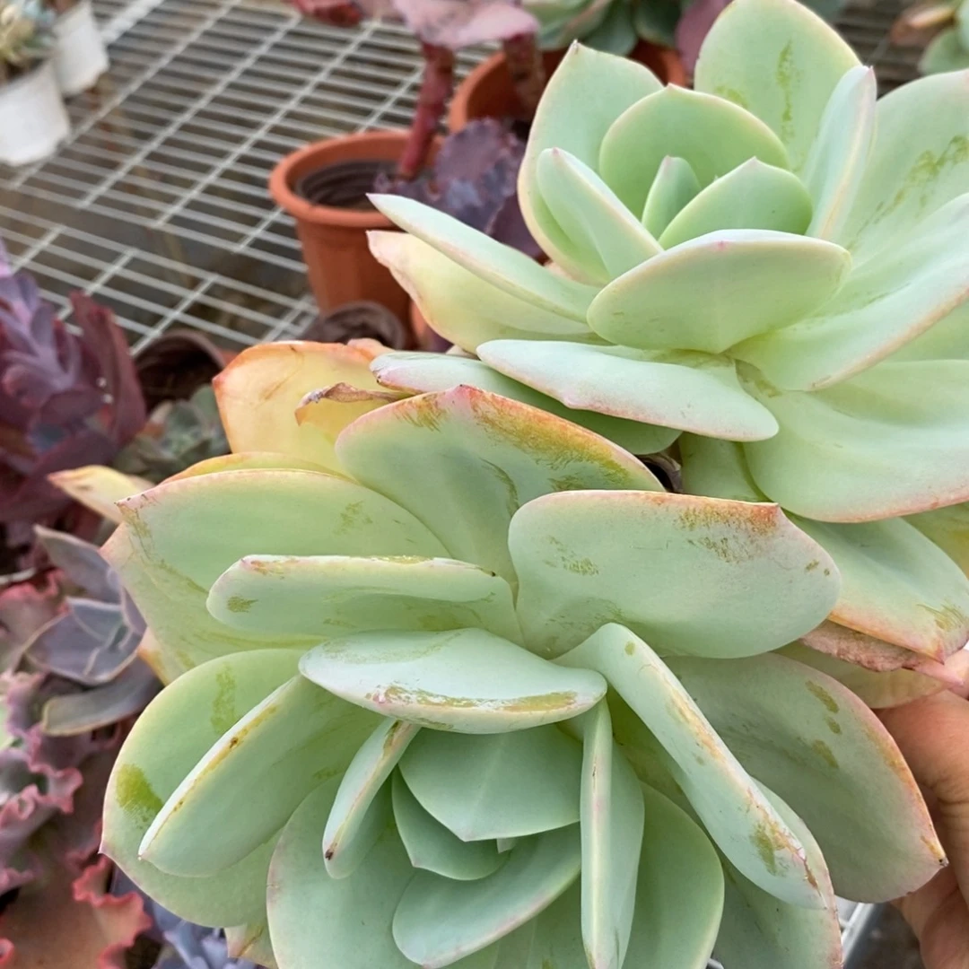 4776白凤多头一物一拍