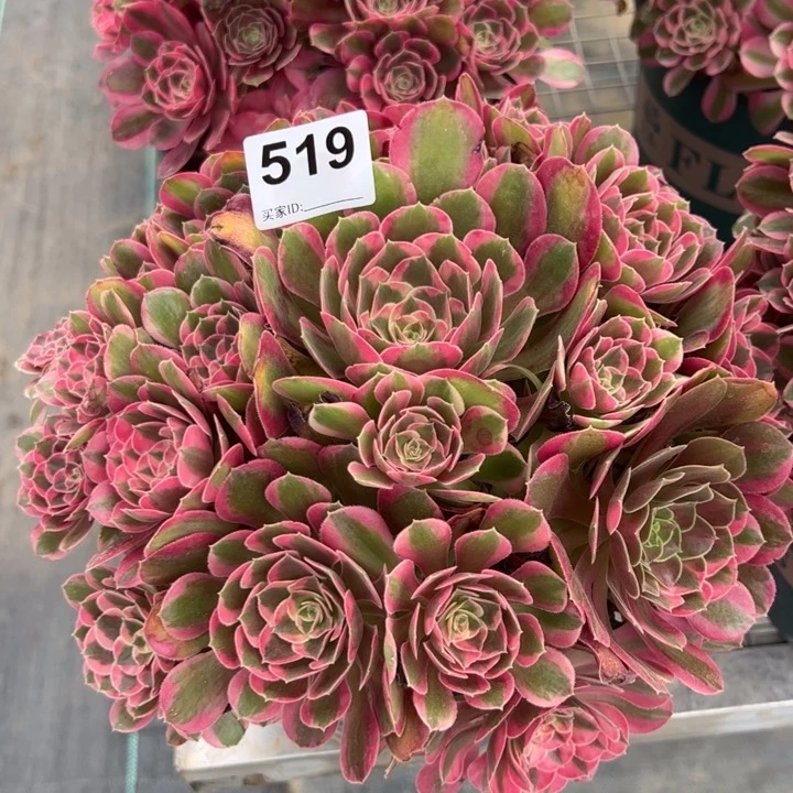 519妖月25厘米左右半木质