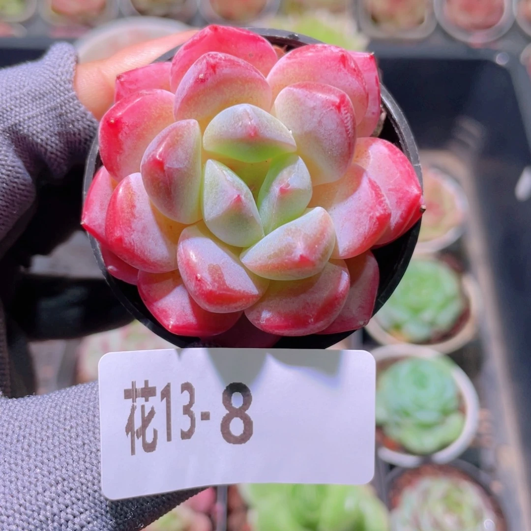 花利美13-8冰娃娃