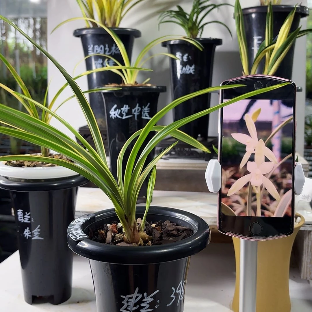 白***哥完全开放建兰，峨眉雪，