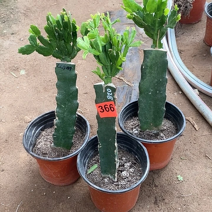 无花朵瑕疵苗嫁接蟹爪兰366号新疆不包邮