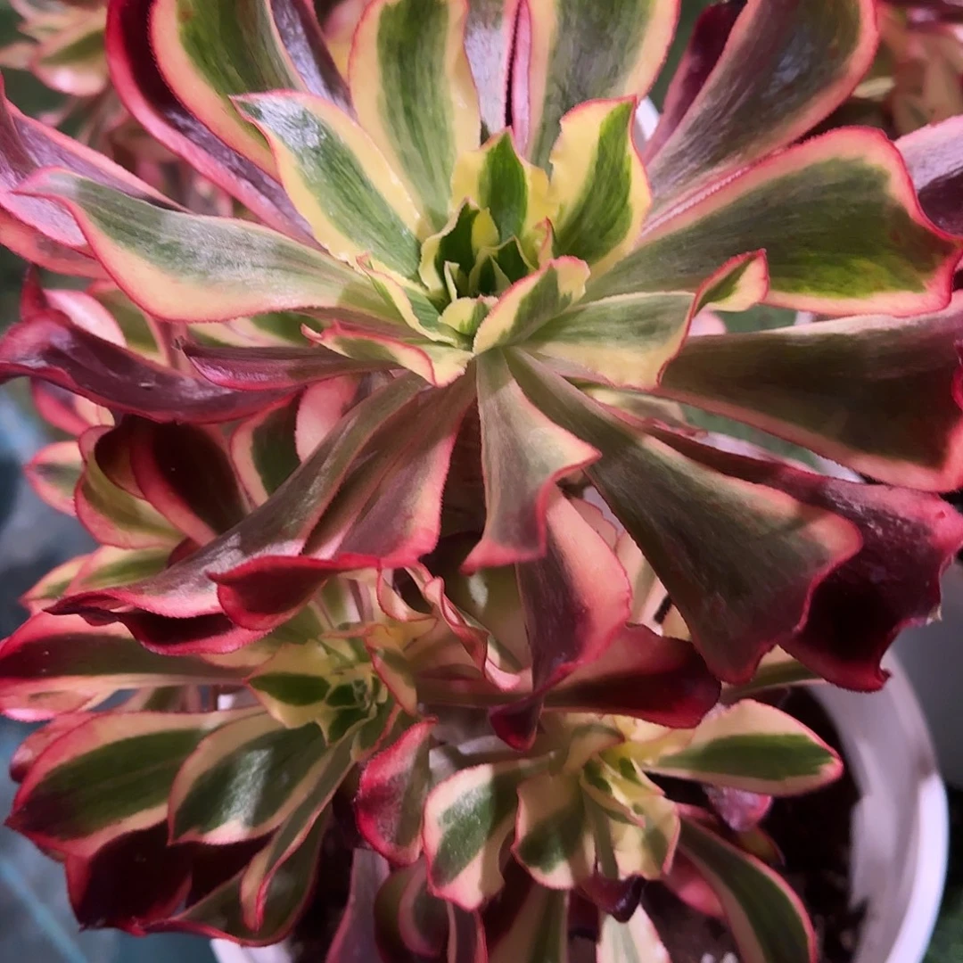 多肉植物法师魅影067