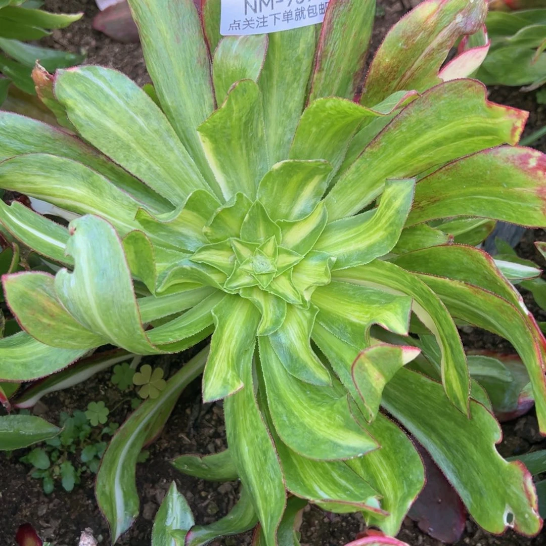 魅影七彩中班多肉植物939