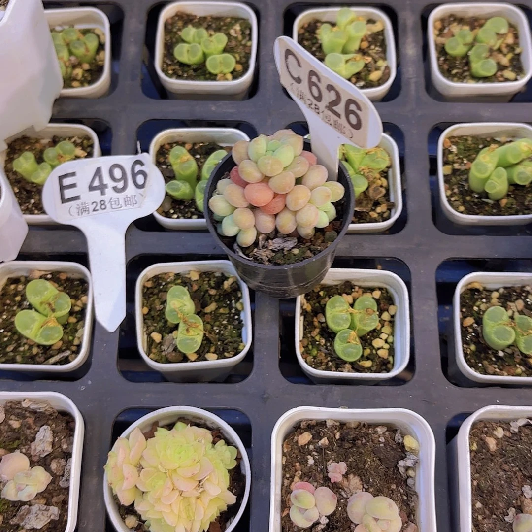 x***zC626鱼子酱一物一拍