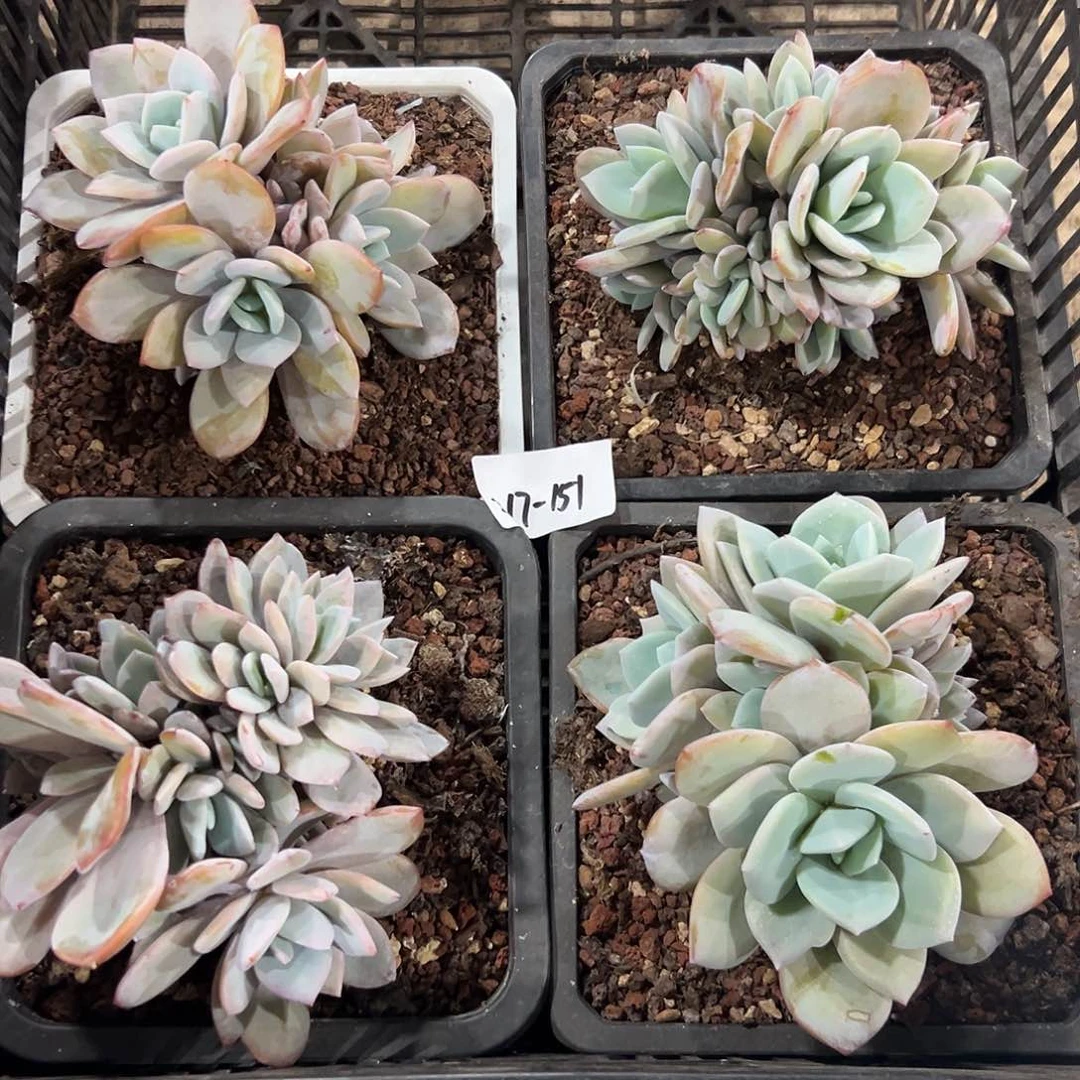 217-151奶茶好多头无砍多肉随机