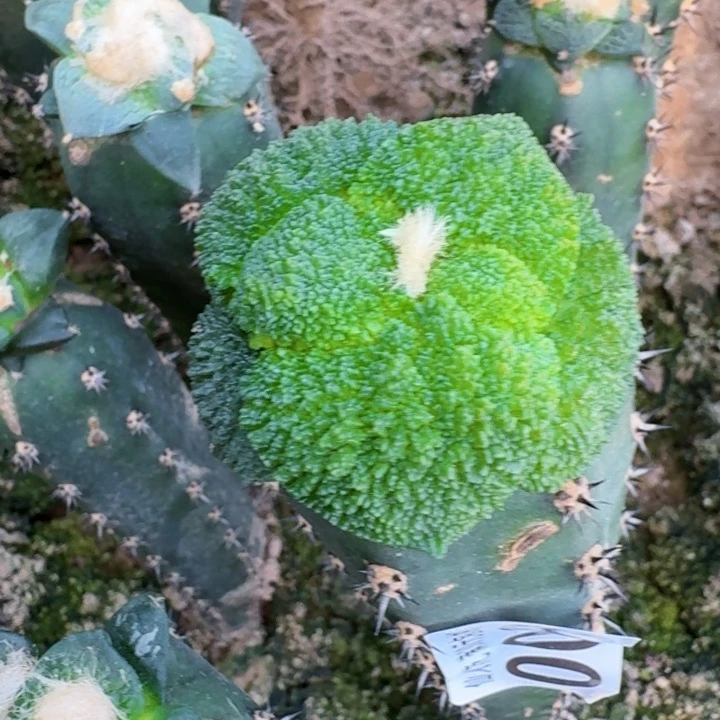 无花朵006大尤哥斯拉一号