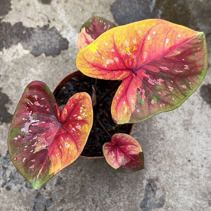 1***330-0103晚安广东现货