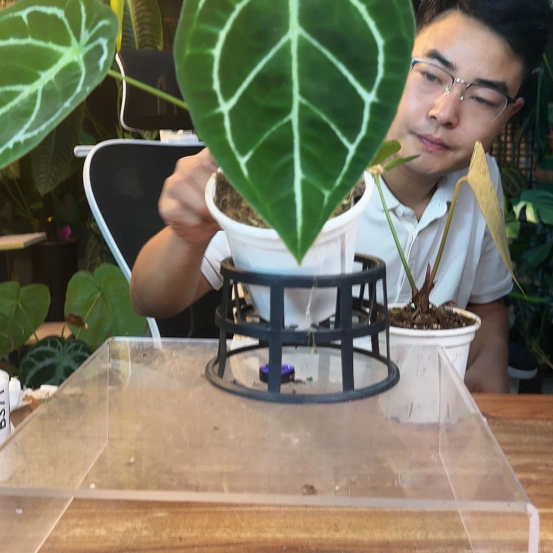 随***～无花朵一物一拍B370