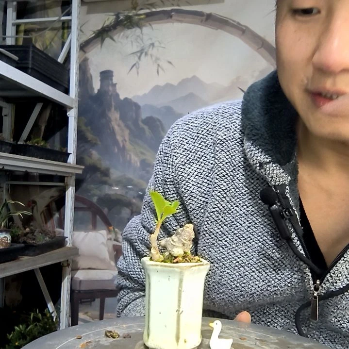 拜***e中青园艺一物一拍花400