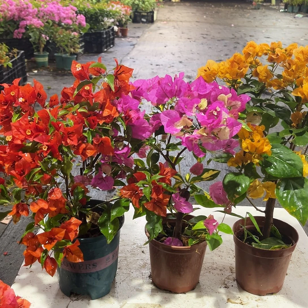 完全开放红桑巴，金心双色，加州黄