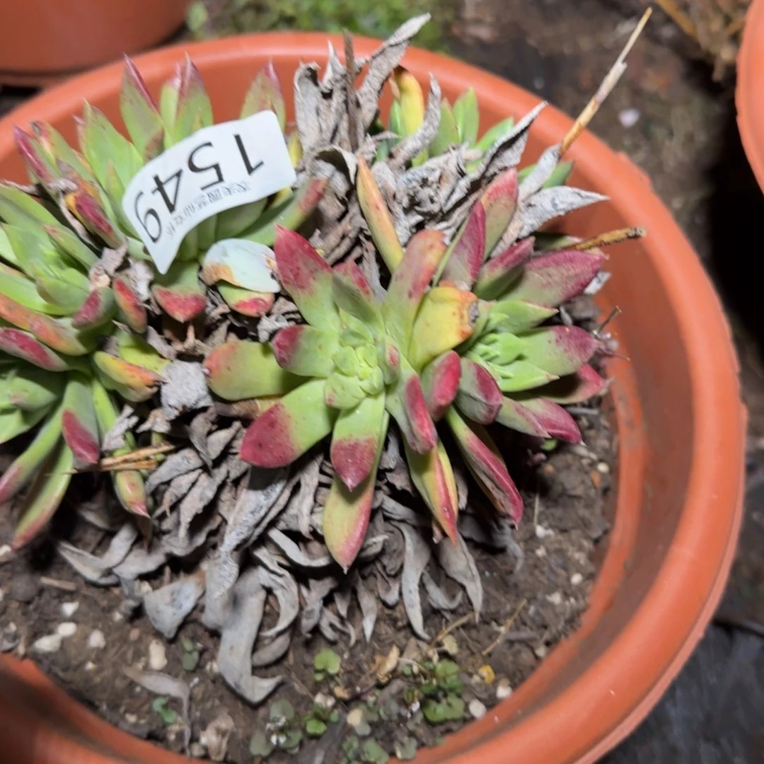 3代杂交仙女杯多肉福利处