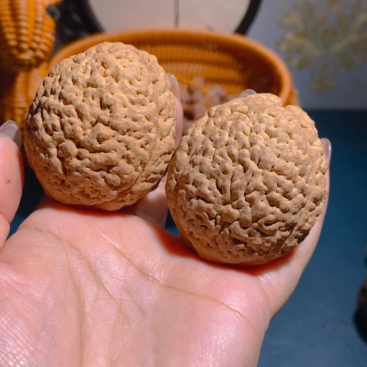 野生三瓣脑纹大金刚4653