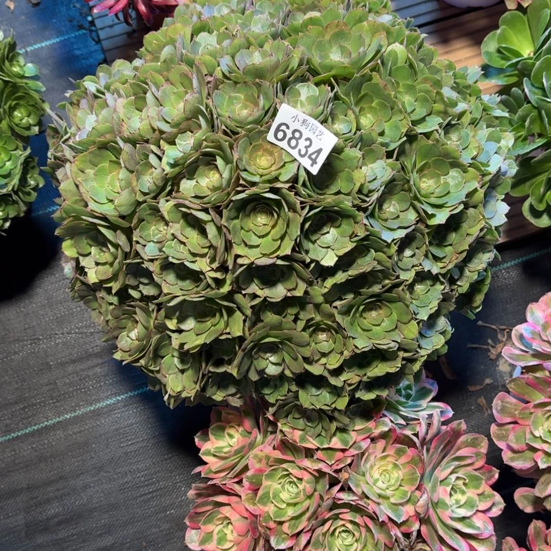 君*万圣节多肉植物6834