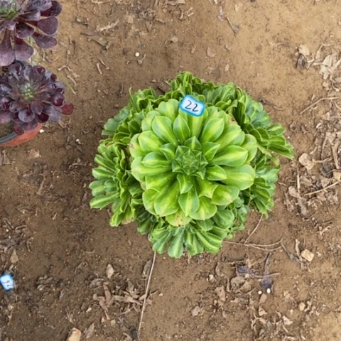 翡翠琉璃一物一拍