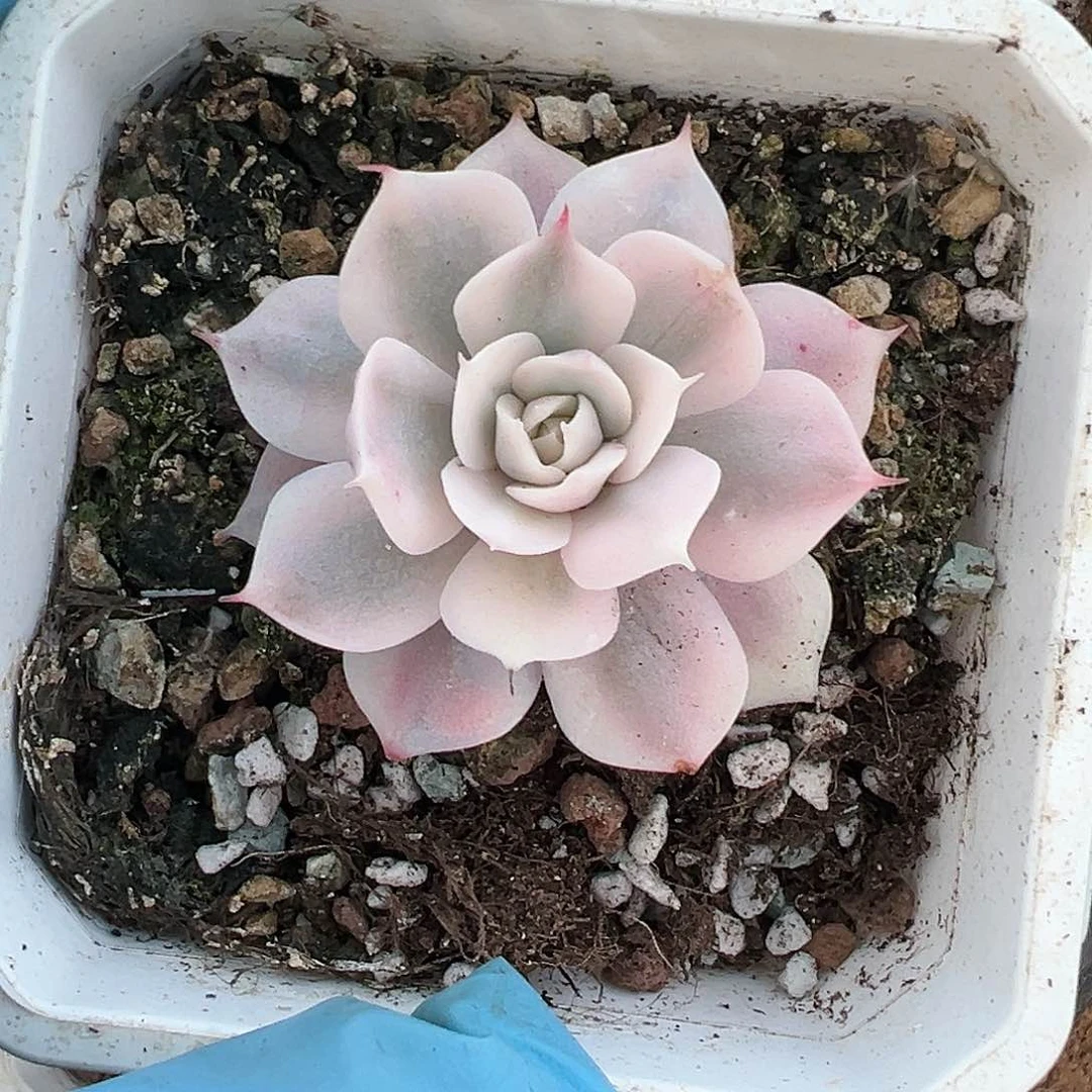 雪域锦，多肉植物