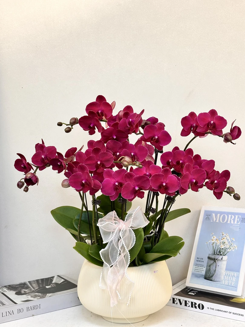 蝴蝶兰 【蒙特勒】真花 秋冬耐寒花卉 四季开花 多样性发货