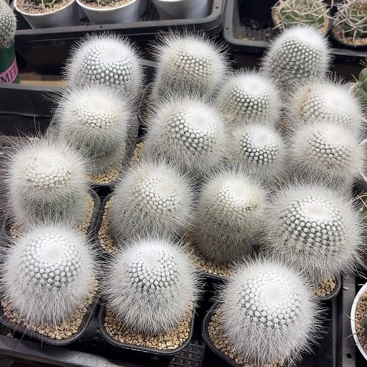 白小丁高脚杯实生随机一盆