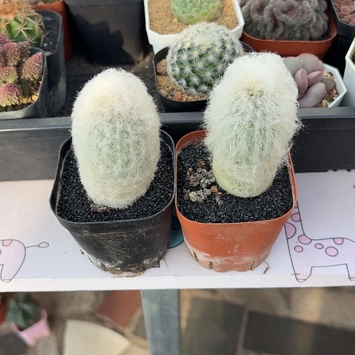 易***香两颗劳乐柱仙人球