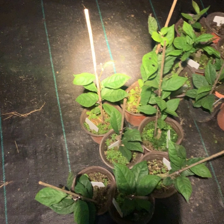 完全开放金宗之舞嫁接苗29.8