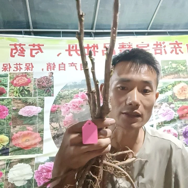 当前无花朵，栽培后可花朵黑夫人