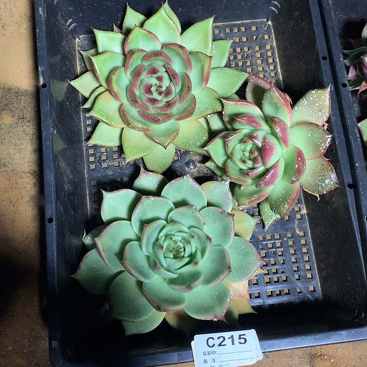 若茹东云框拍C215