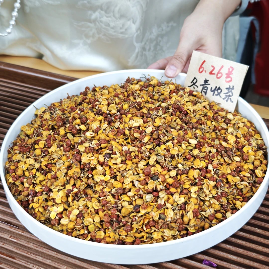 玲珑红果 东方睡果 冬青收茶