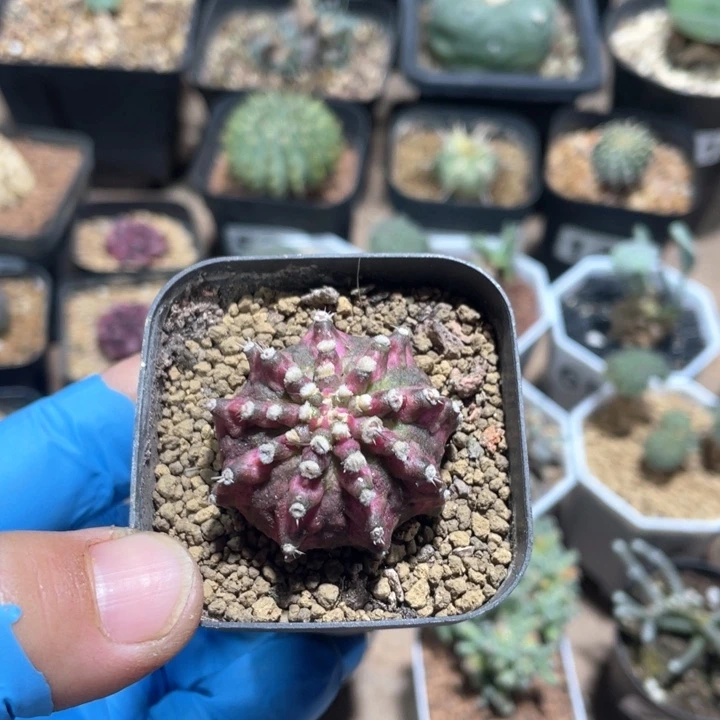 749粉钻仙人球植物