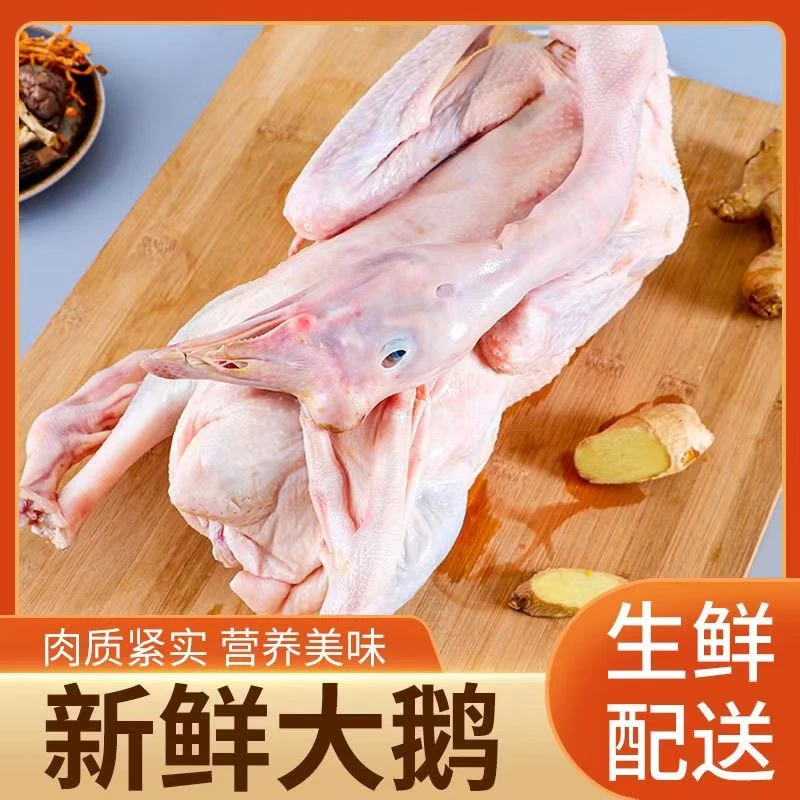 散养大鹅新鲜现杀带鹅掌鹅翅膀冷链真空包邮净含量5.5斤