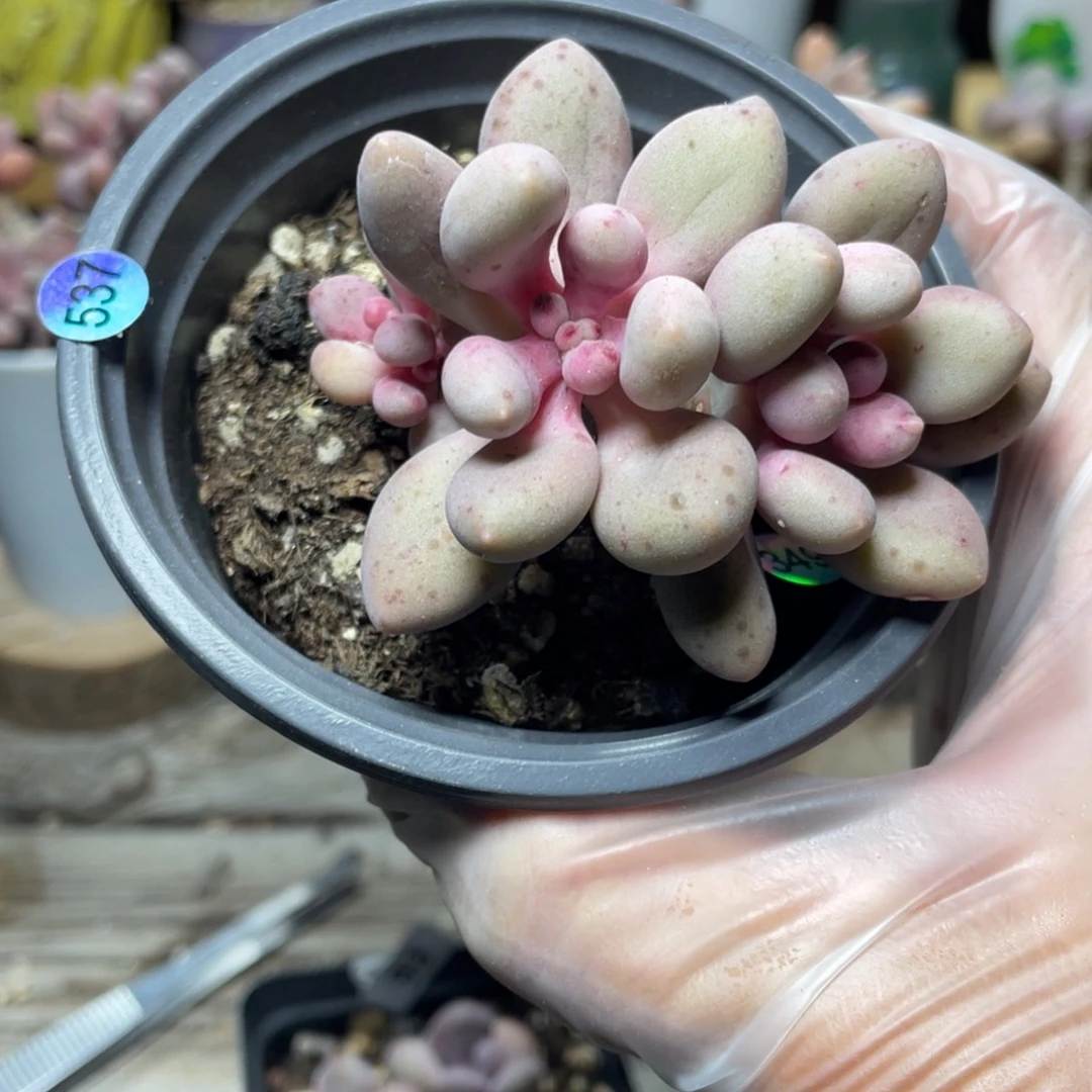 桃花奶酪多肉植物