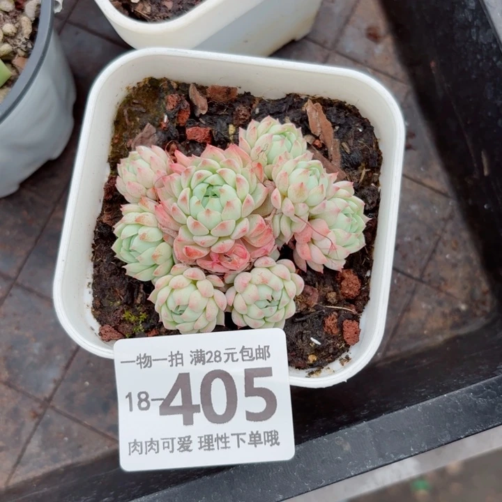 小粉梅无盆土发货多肉多