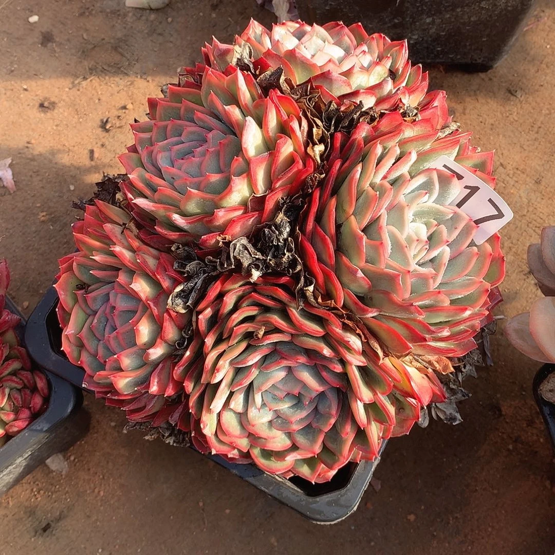 717 一物一拍多肉