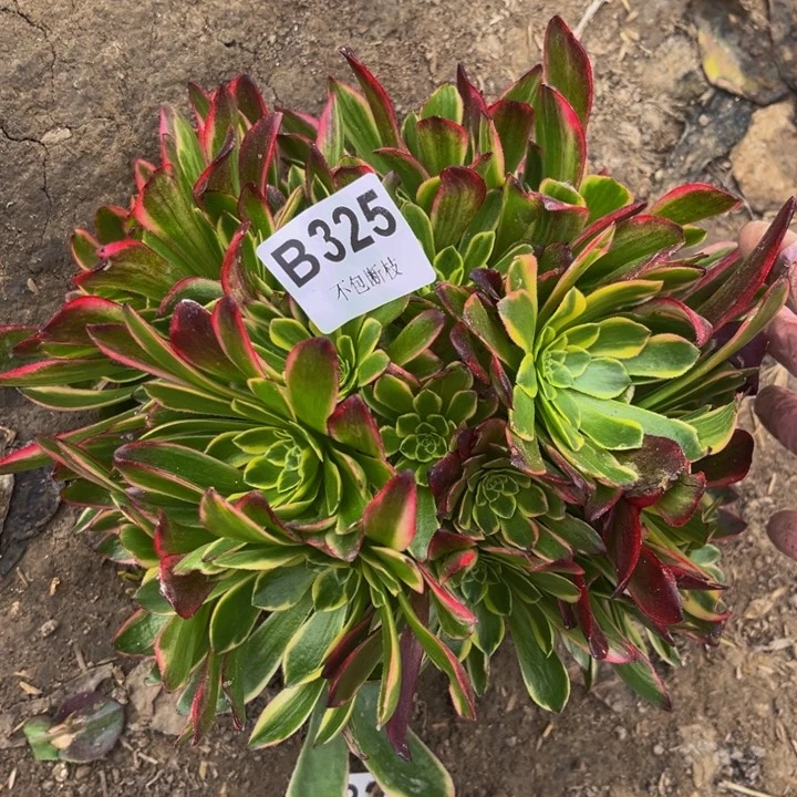 325朝霞多肉法师不包断枝