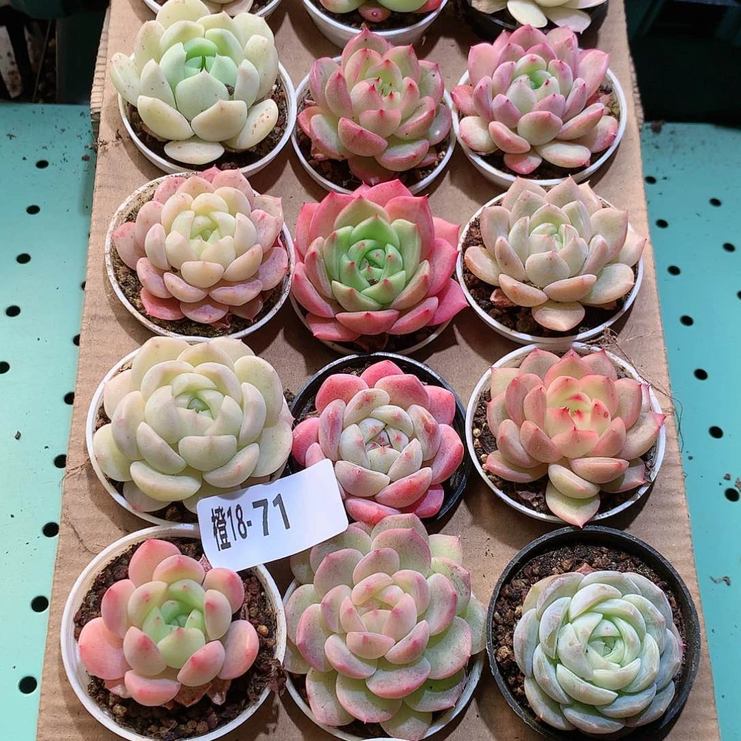 18-71一物一拍带盆18颗。