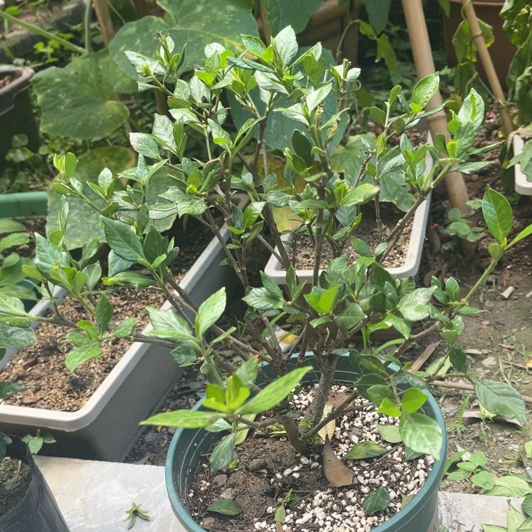 （放漏）小叶四季栀子花花苗盆栽室内外种植净化空气四季常青绿植