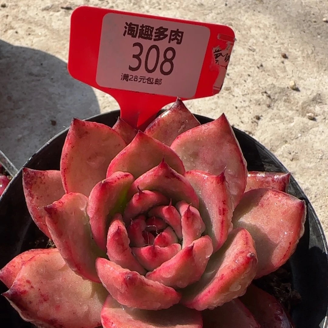 多肉植物红体螺红钻