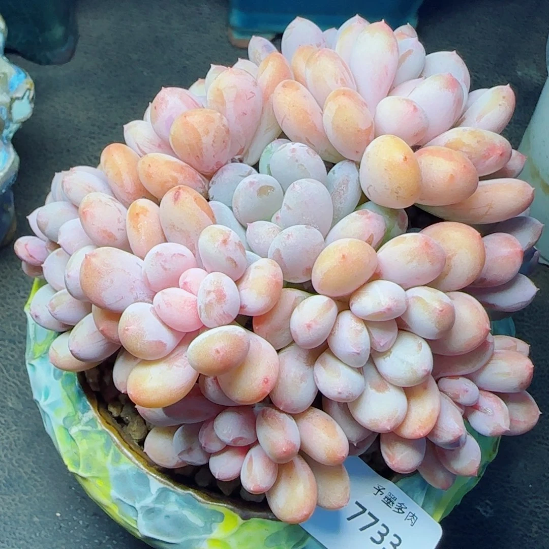 香香雪，7733多肉植物