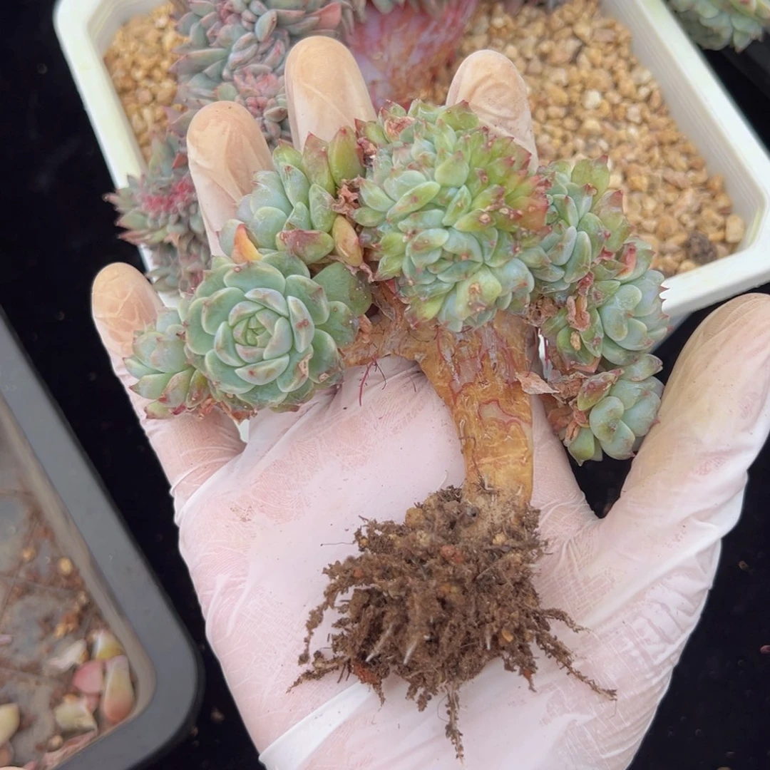 李*爱新年快乐 新年快乐 新年快乐