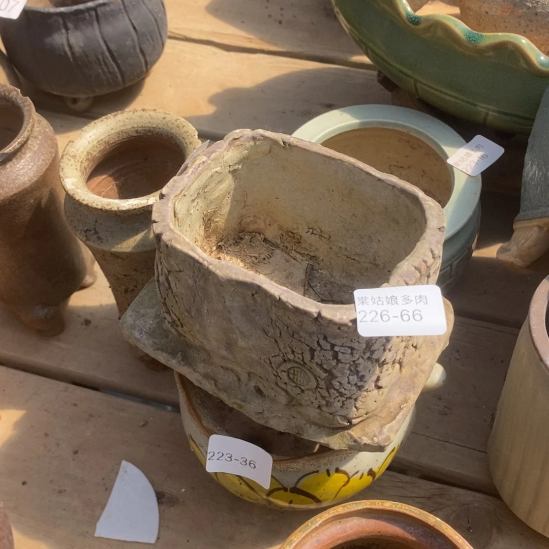 红陶韩***肉66号多肉盆一个呀