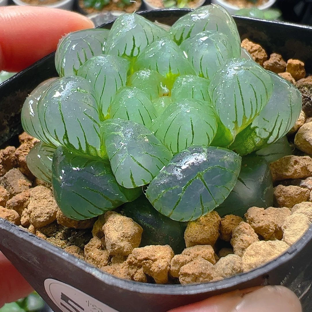 52617玉露多肉植物一颗
