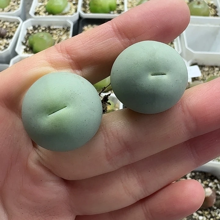 老马生石花2.4鸽子蛋1433