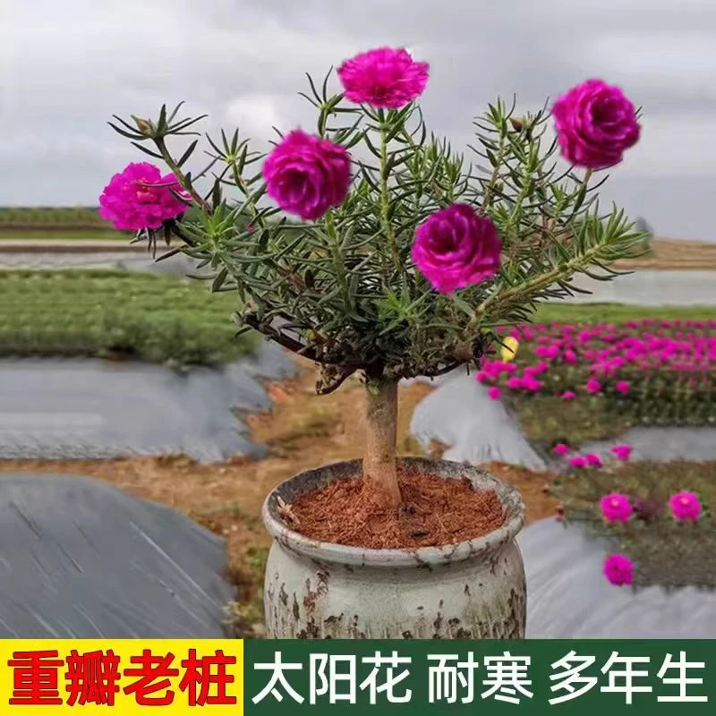 玫红王老桩带根带土球