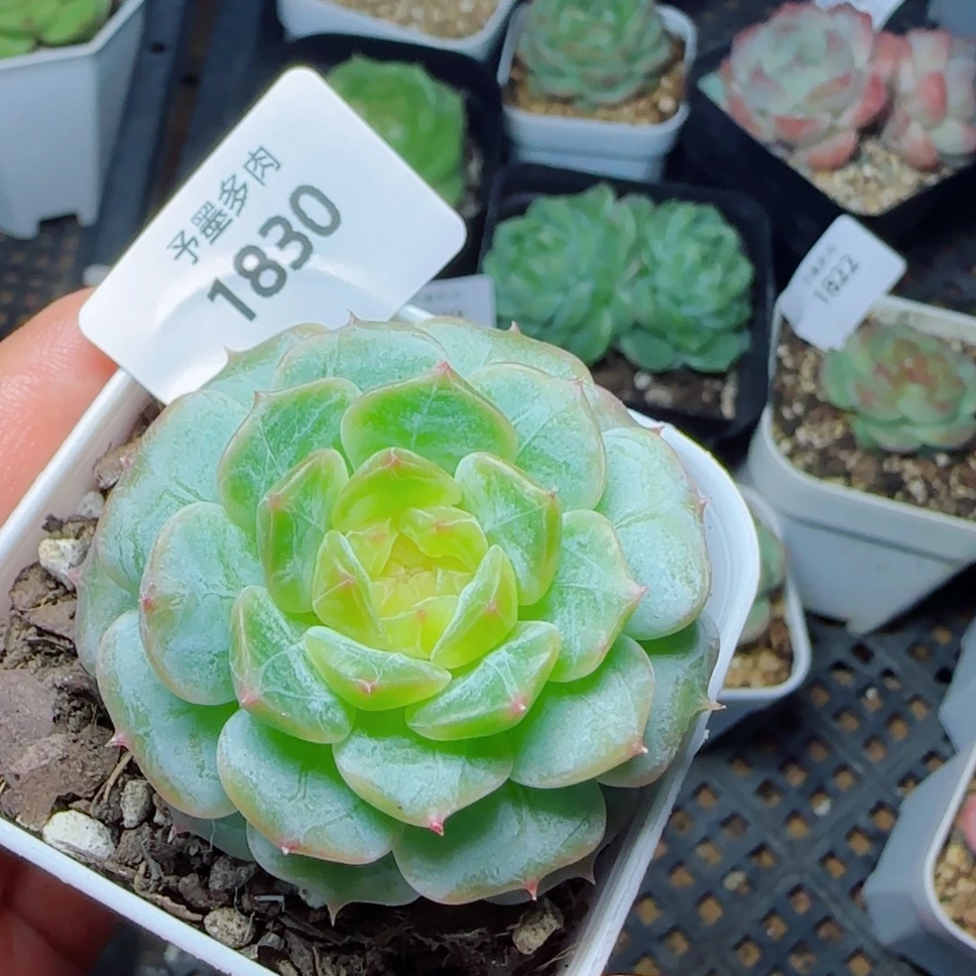 金盏，1830多肉植物