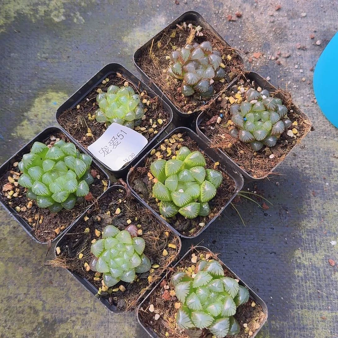 七棵一组带盆土51