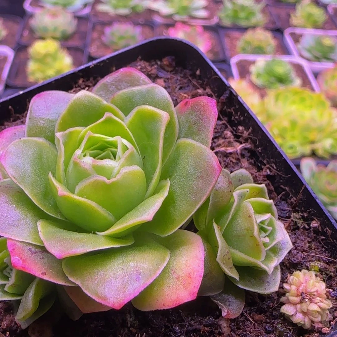 向**花福利1234346565676753