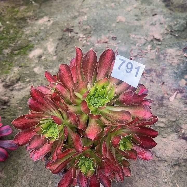 791韶华手捧多肉4号