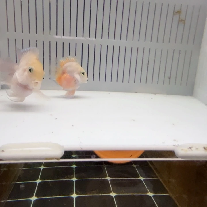 鹦鹉鱼胭脂粉种鱼